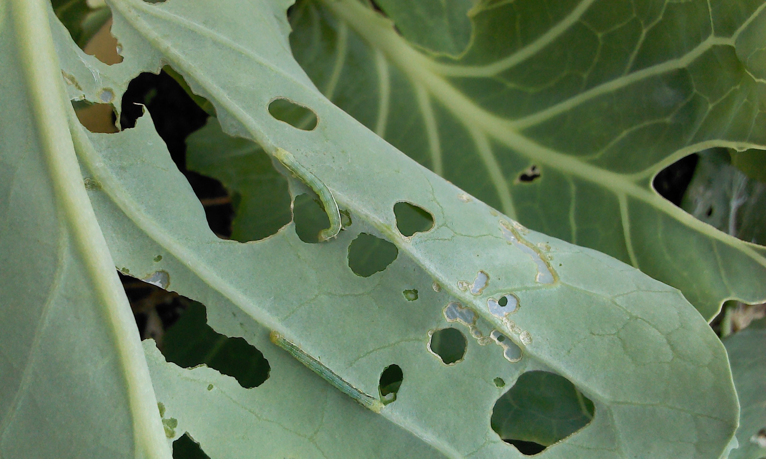 양배추 사진인데요 조언좀 부탁드립니다.